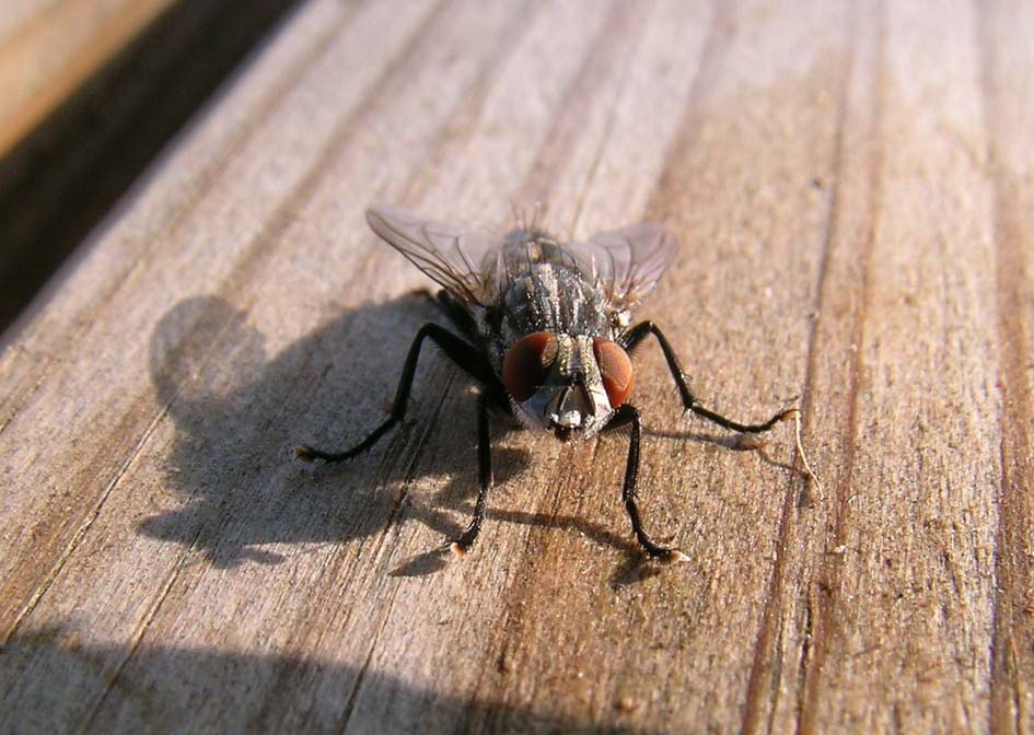 Sarcophaga sp.